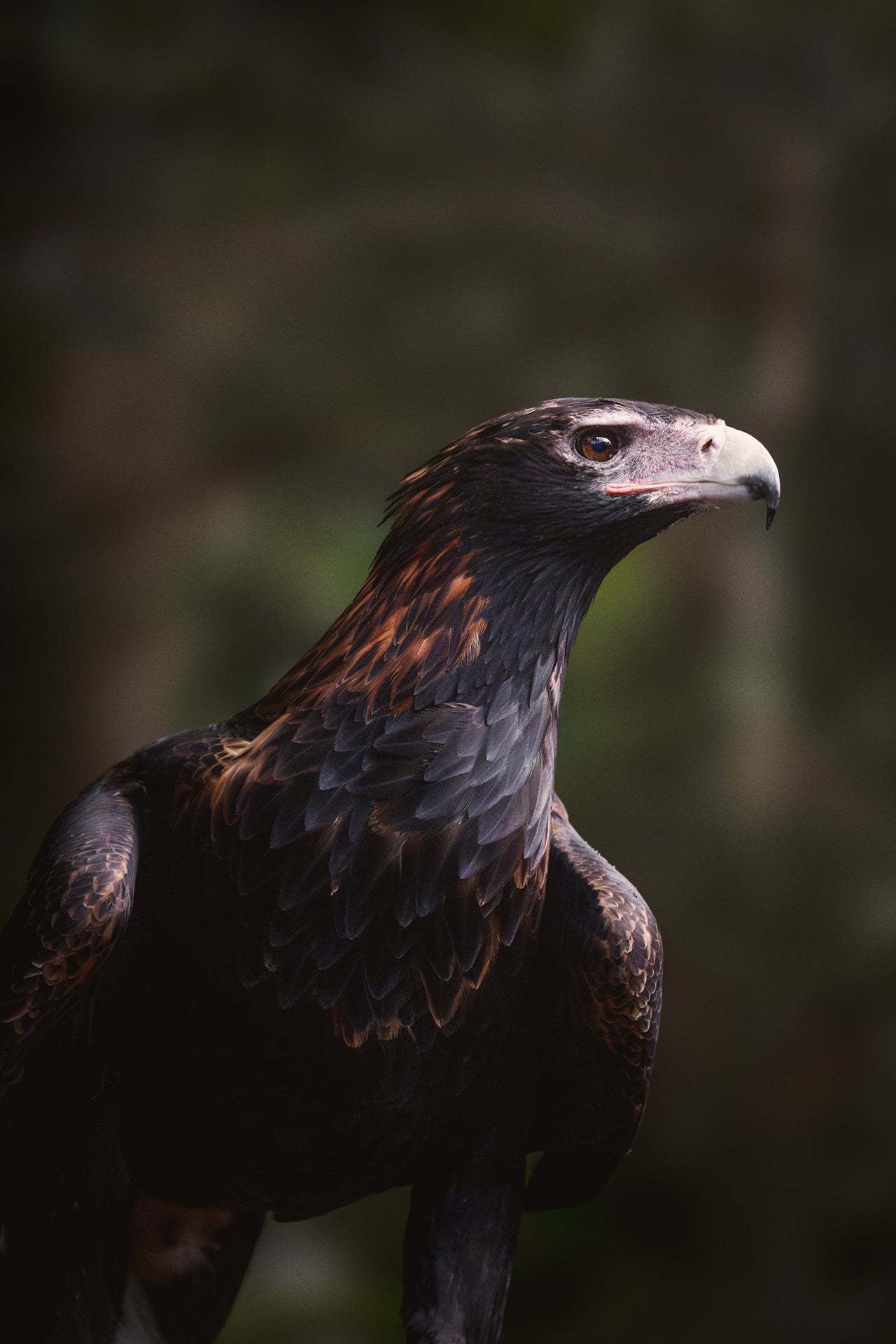 Framed wildlife print of an Australian Wedge-Tailed Eagle